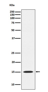 MAGOH Rabbit Monoclonal Antibody