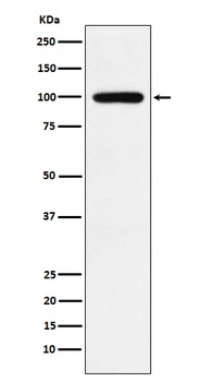 Calmegin Rabbit Monoclonal Antibody