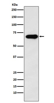 SAM68 Rabbit Monoclonal Antibody