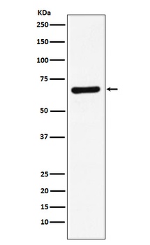STXBP1 Rabbit Monoclonal Antibody