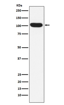 ITCH Rabbit Monoclonal Antibody