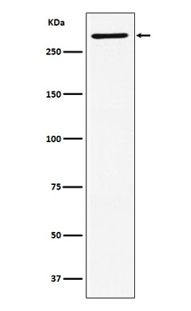 EDD Rabbit Monoclonal Antibody