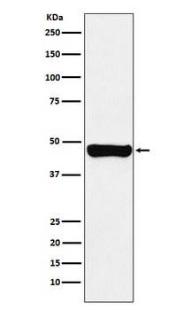 RCC1 Rabbit Monoclonal Antibody