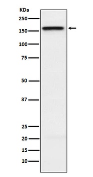 KIF4A Rabbit Monoclonal Antibody