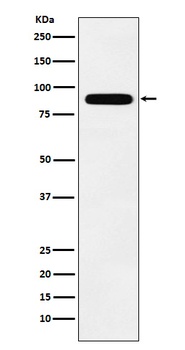 Tbx3 Rabbit Monoclonal Antibody
