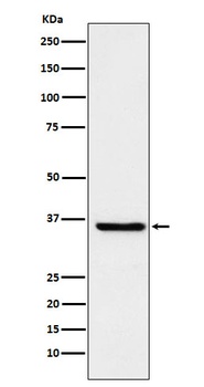 FGF19 Rabbit Monoclonal Antibody