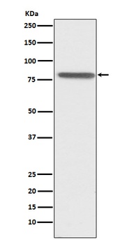 PSAP Rabbit Monoclonal Antibody