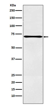 LOX12 Rabbit Monoclonal Antibody