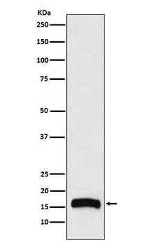 FLAP Rabbit Monoclonal Antibody