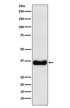 Olig1 Rabbit Monoclonal Antibody