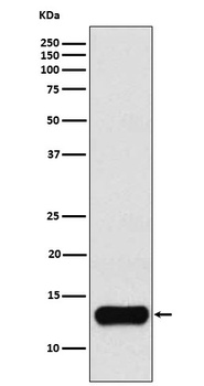 Cystatin A Rabbit Monoclonal Antibody