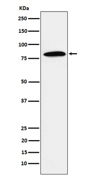 DBF4 Rabbit Monoclonal Antibody