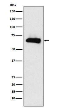 CRMP4 Rabbit Monoclonal Antibody