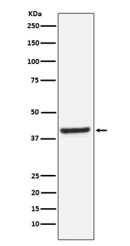 Inhibin beta A Rabbit Monoclonal Antibody