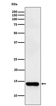 FABPI Rabbit Monoclonal Antibody