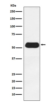 ESRRG Rabbit Monoclonal Antibody