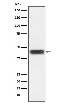 TFPI Rabbit Monoclonal Antibody