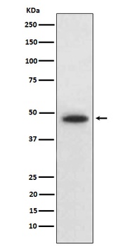 Wnt5b Rabbit Monoclonal Antibody