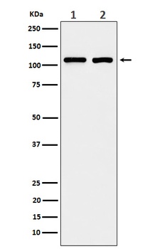 eIF3B Rabbit Monoclonal Antibody