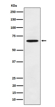 ECM1 Rabbit Monoclonal Antibody