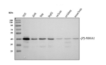 Phospho-PDHA1/PDHA1 Rabbit Monoclonal Antibody