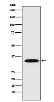STX1A Rabbit Monoclonal Antibody