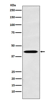 TROY Rabbit Monoclonal Antibody