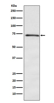 DOK1 Rabbit Monoclonal Antibody