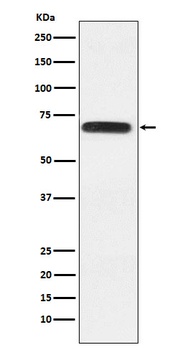 RGAP1 Rabbit Monoclonal Antibody