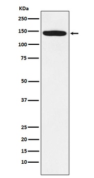 HTSF1 Rabbit Monoclonal Antibody