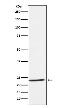 IL32 Rabbit Monoclonal Antibody