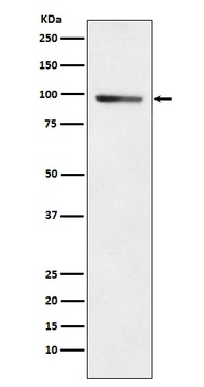 PDE4B Rabbit Monoclonal Antibody