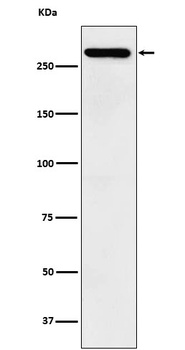 TAF1 Rabbit Monoclonal Antibody
