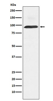Dynamin 3 Rabbit Monoclonal Antibody