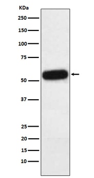 Fetuin A Rabbit Monoclonal Antibody