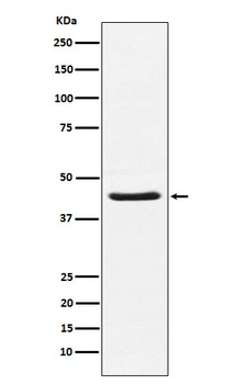 HSD3B1 Rabbit Monoclonal Antibody