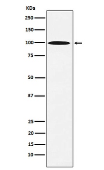AP1G1 Rabbit Monoclonal Antibody