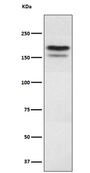 EHMT2 Rabbit Monoclonal Antibody