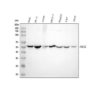 MLKL Rabbit Monoclonal Antibody