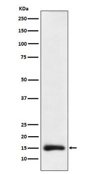 Histone H3 (acetyl K23) Rabbit Monoclonal Antibody