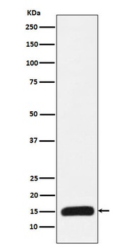 Histone H3 Rabbit Monoclonal Antibody