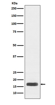 Histone H3 Rabbit Monoclonal Antibody