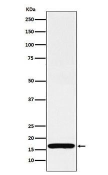 COX IV Rabbit Monoclonal Antibody