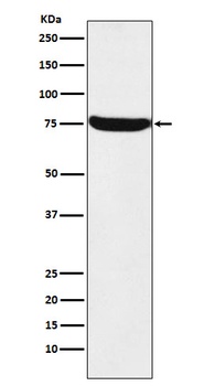 HTF9C Rabbit Monoclonal Antibody