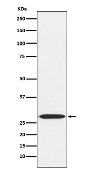 MRPL28 Rabbit Monoclonal Antibody