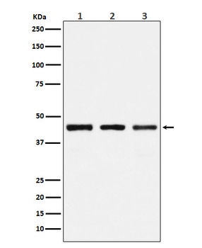 PGD Rabbit Monoclonal Antibody