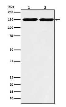 Collagen III Rabbit Monoclonal Antibody
