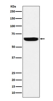 GBP1 Rabbit Monoclonal Antibody