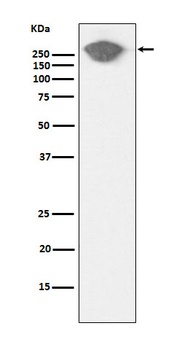 Fibronectin Rabbit Monoclonal Antibody