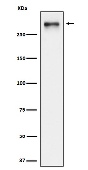 USP24 Rabbit Monoclonal Antibody